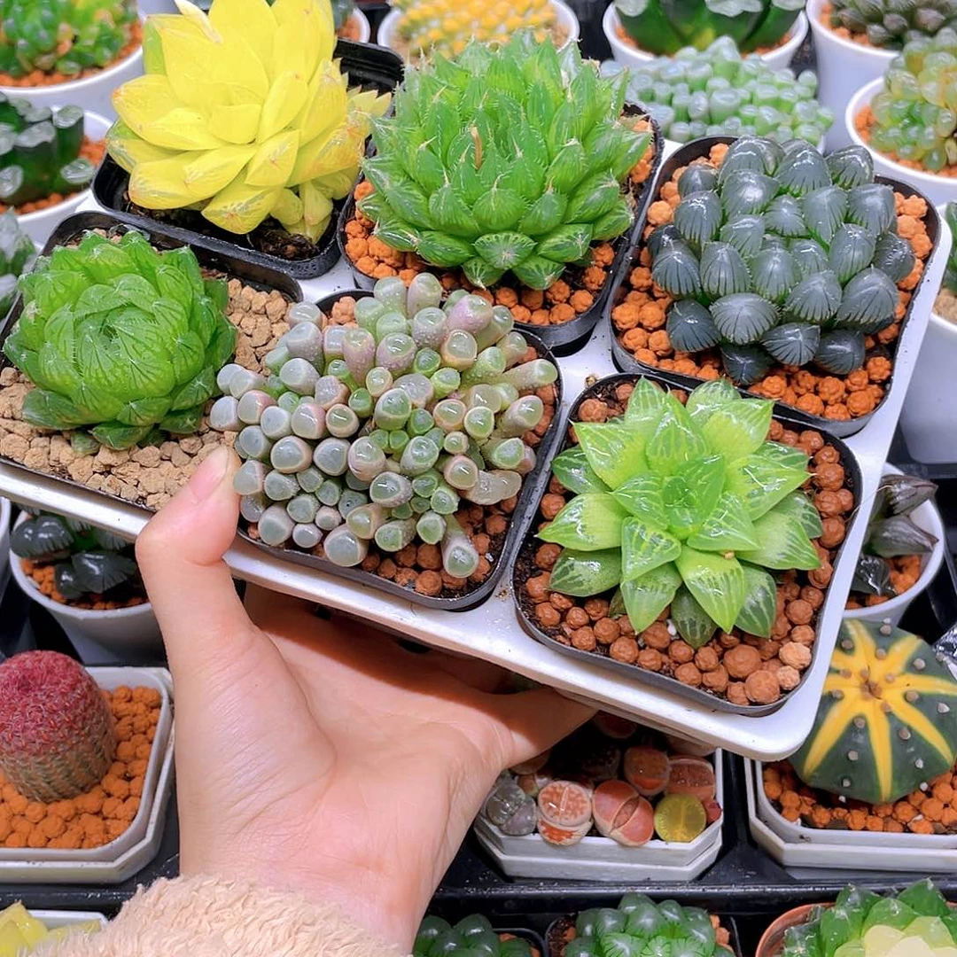 玉露六件套多肉，不带托架，原盆