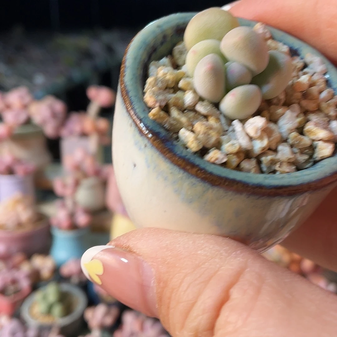 冬****天多肉植物的生长发育与生长发育的