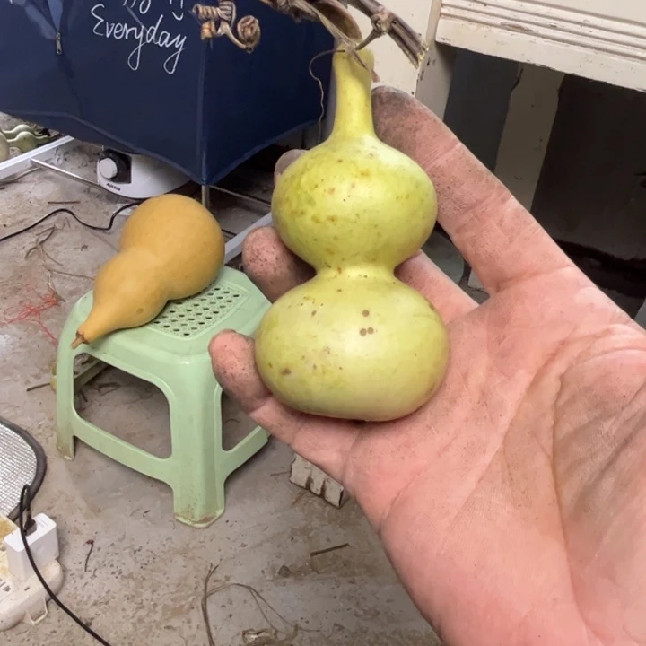 龙***虽青皮不包成便宜出