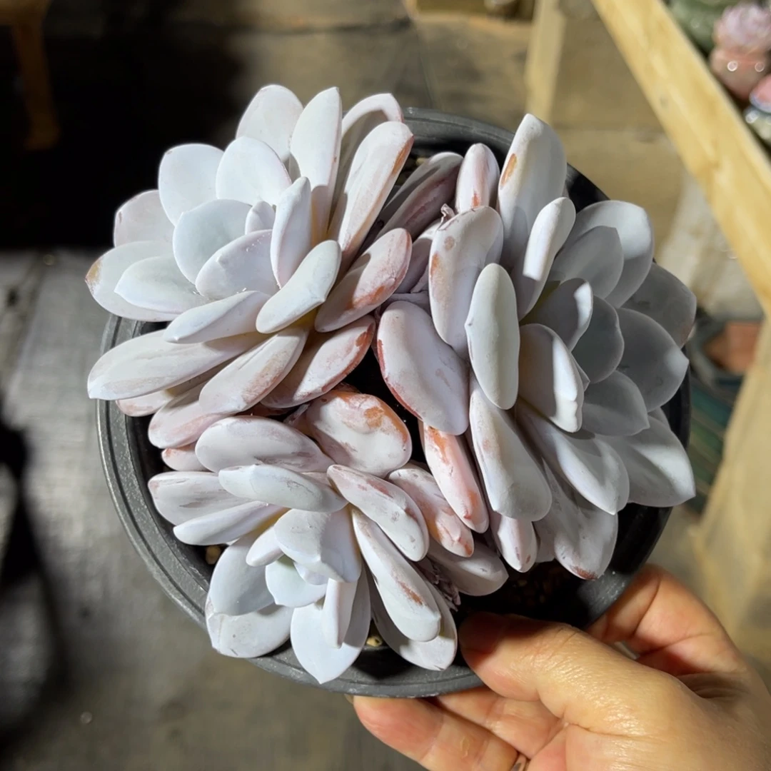 雪莲老桩 一物一拍不支持退换