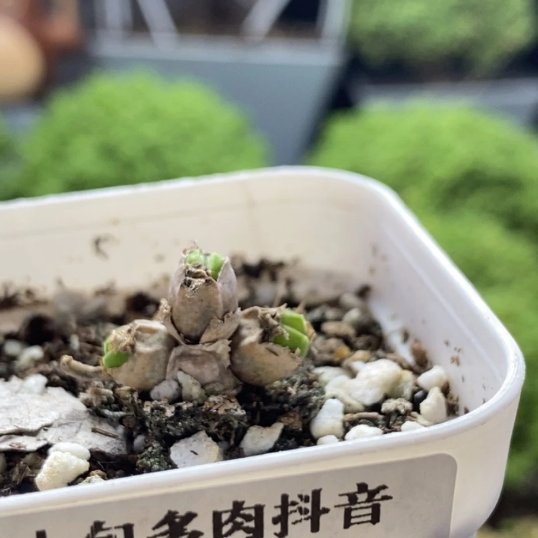爆***️碧光环8352枝干番杏