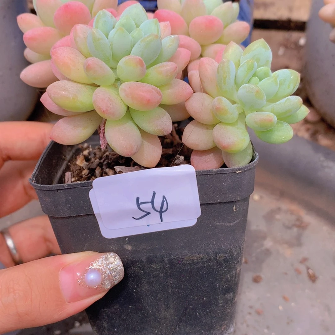 无花朵多肉植物 54