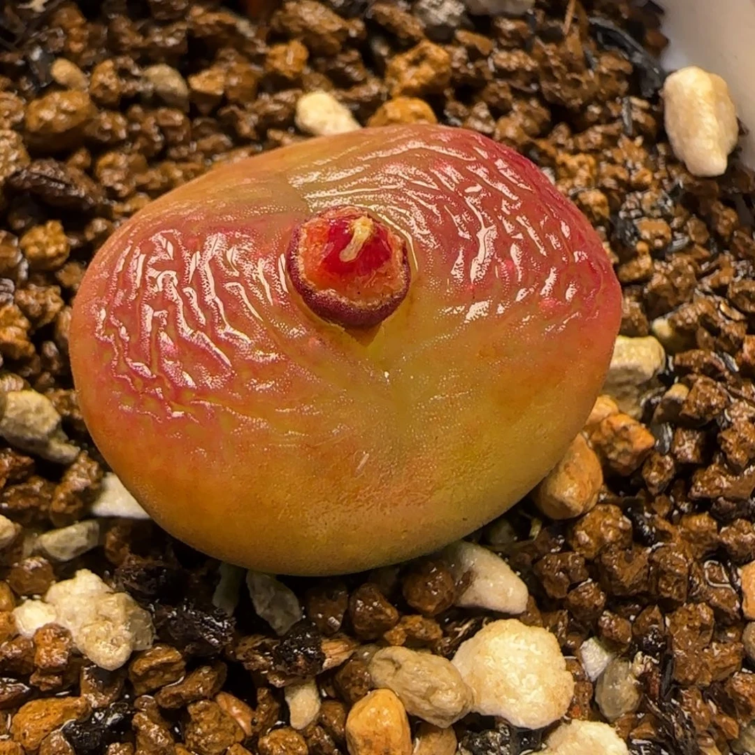 2.1厘米多肉植物百科