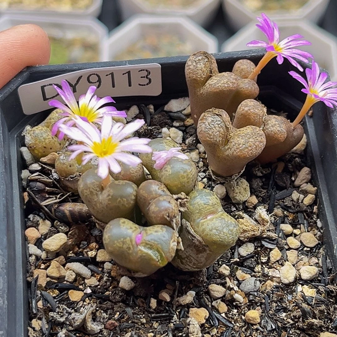 满18包邮勋章9113粉花