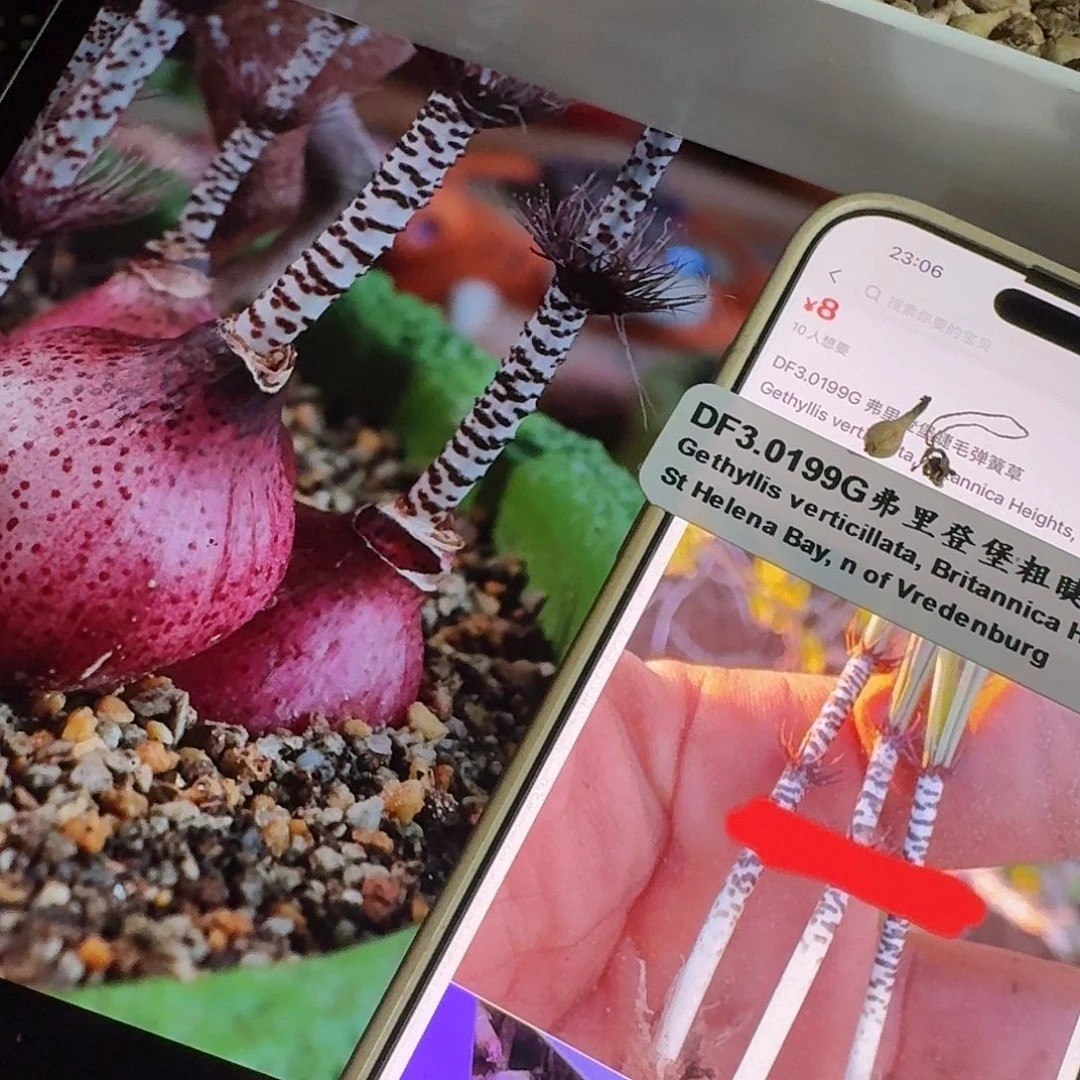 钢刺gv弹簧草0.5-0.7cm五个球一组量拍