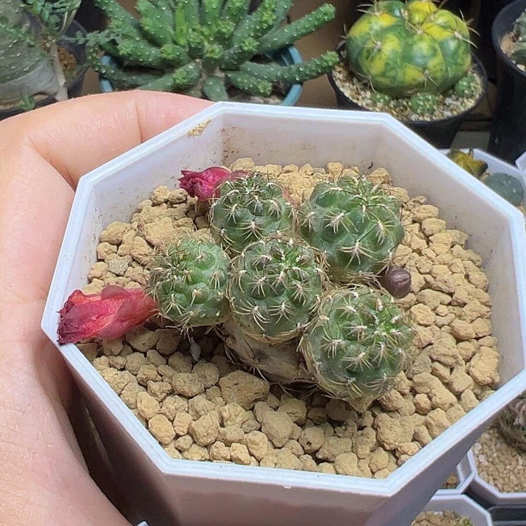 复色花沟宝山自根