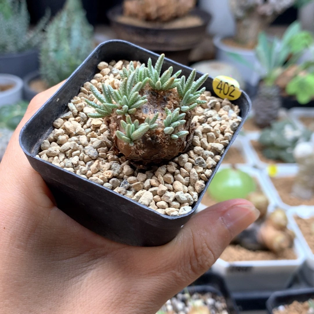 白花韧锦母本带盆