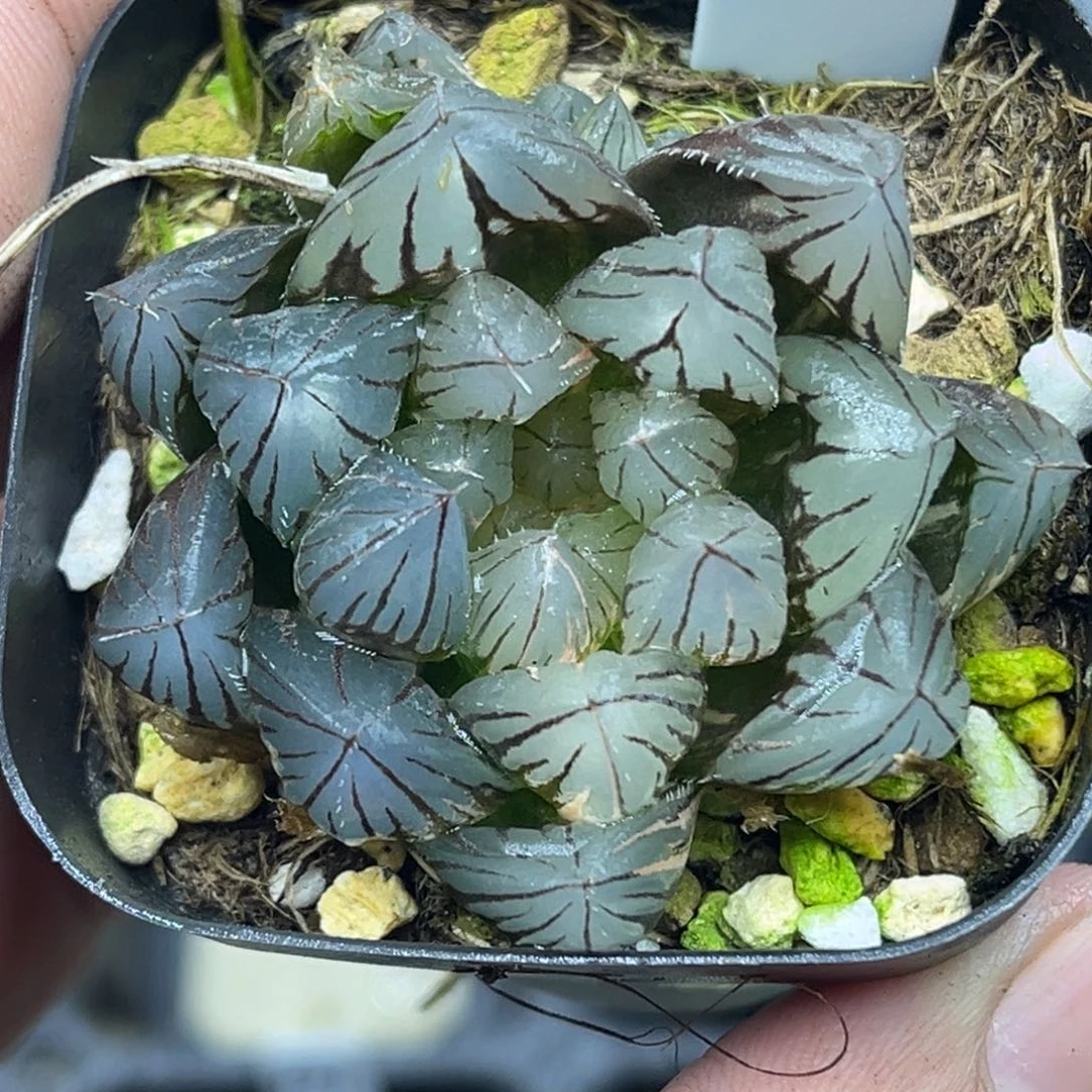 58特大窗龙爪玉露锦变异窗