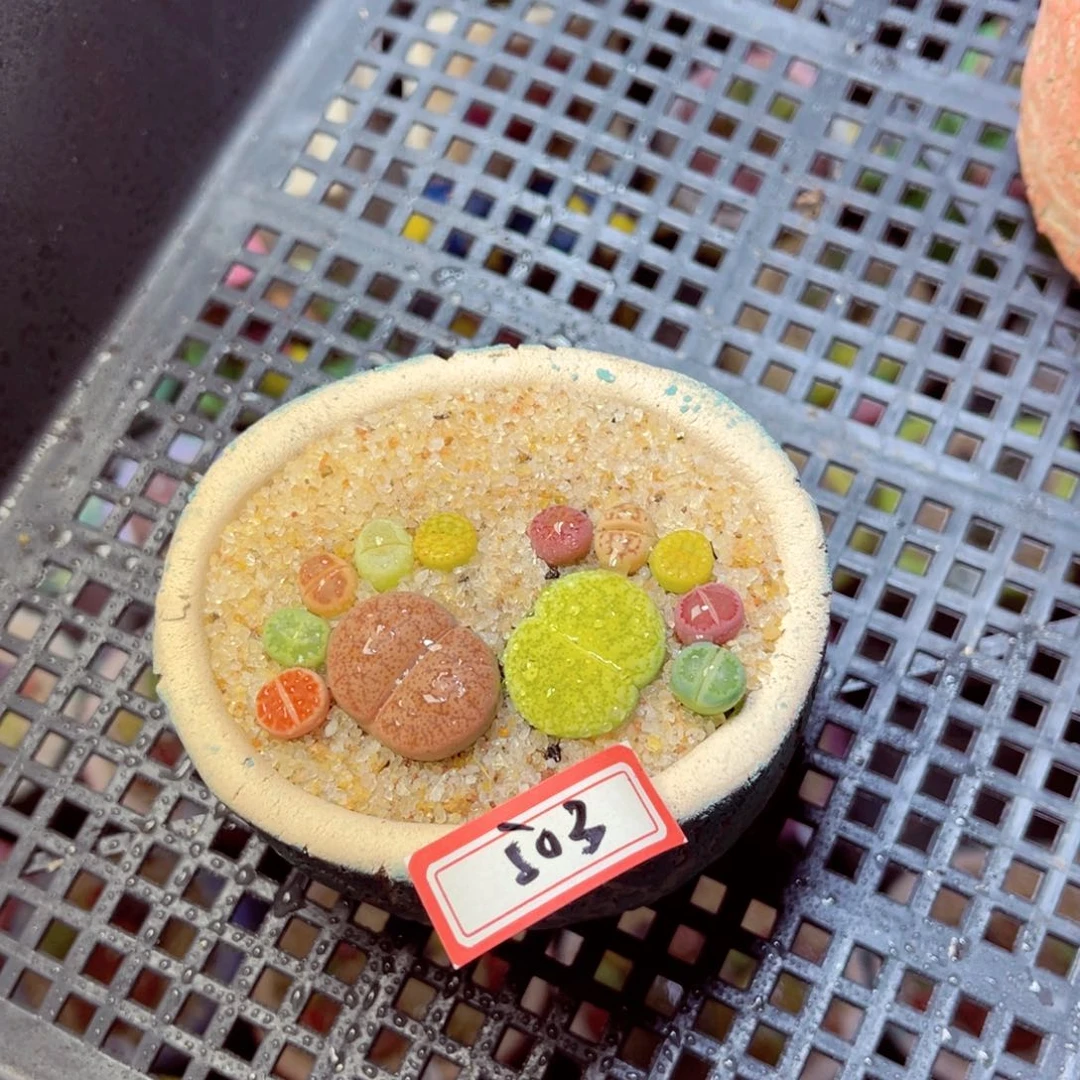 ?**」503生石花带盆发