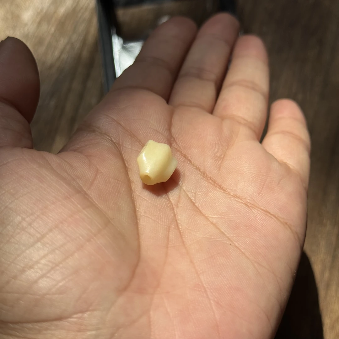 【T1994】驼骨鲨鱼背三通11mm左右