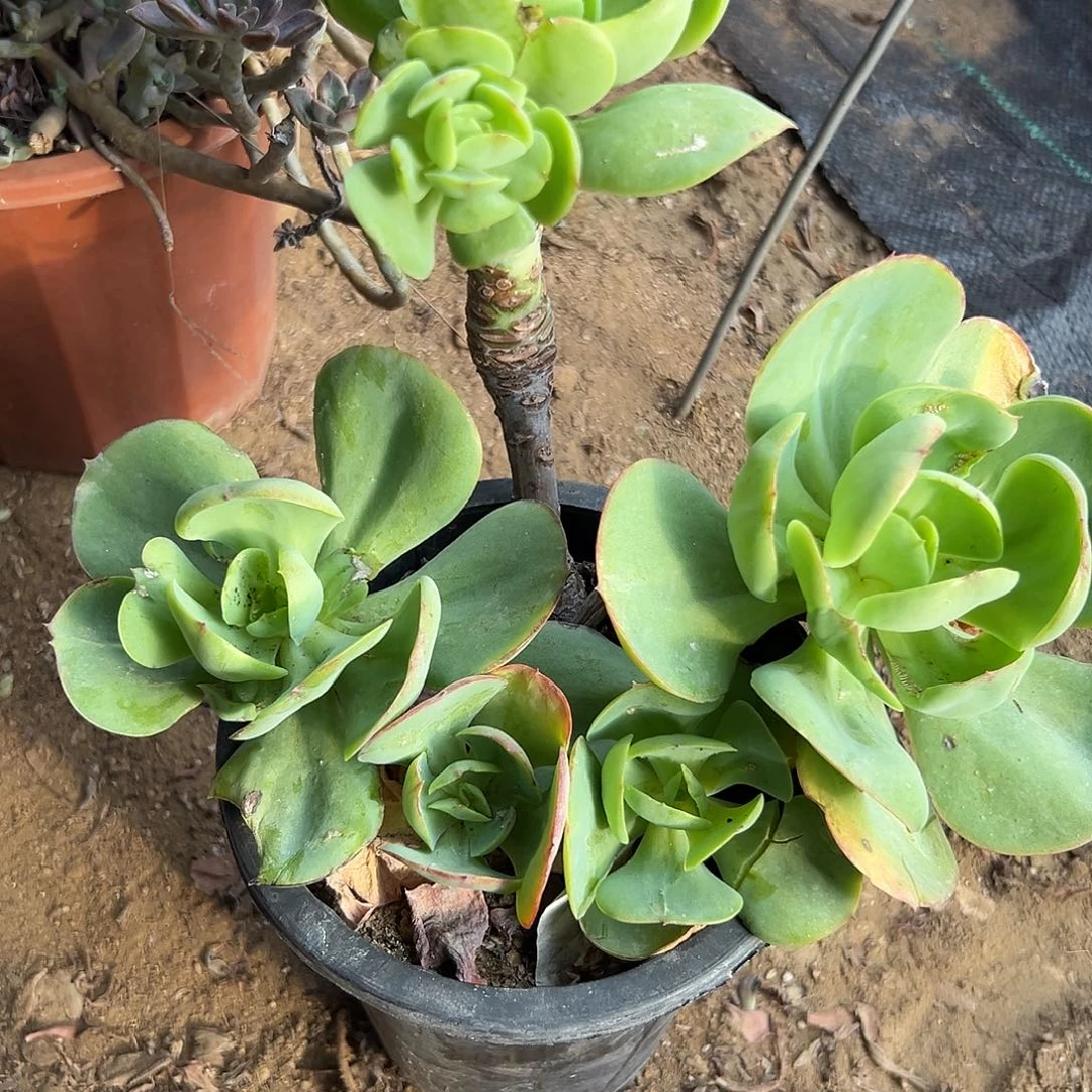 多肉植物多肉植物