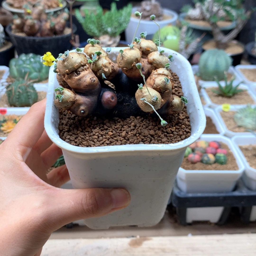 产地格加厚敦菊带盆