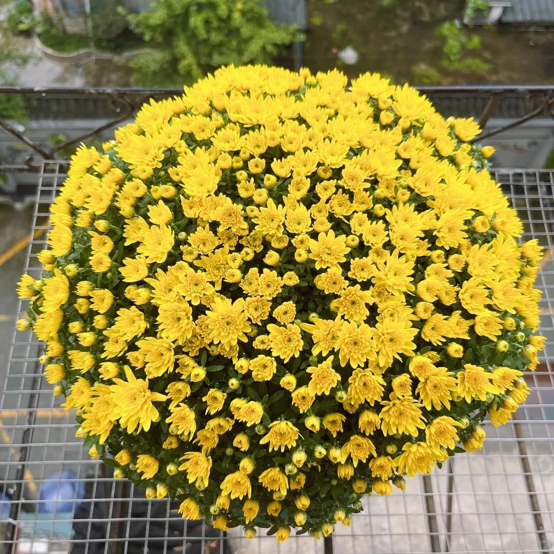 【组合】千头球菊夕阳橙品种四季开花耐寒耐热适合阳台庭院种植