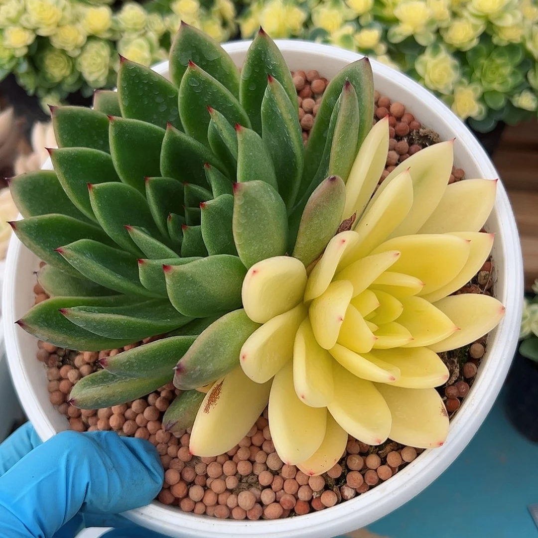 东云锦，阴阳锦多肉植物