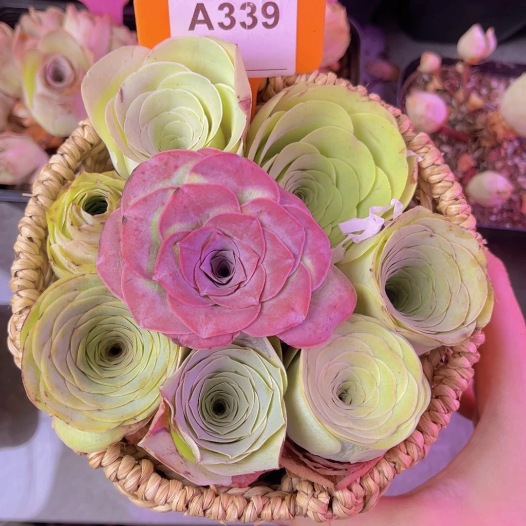 花篮一物一拍339号