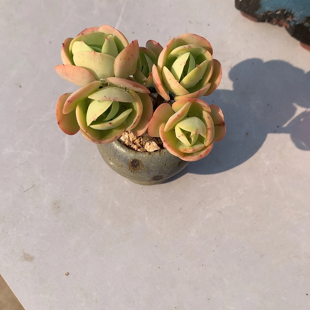 白****✨鸡蛋碧桃多肉植物