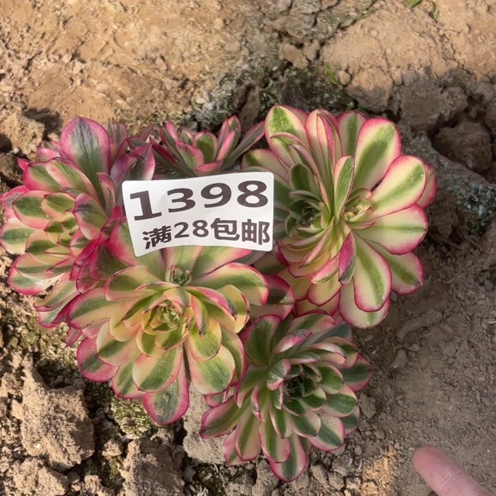 1398二号棚青城两个母本E