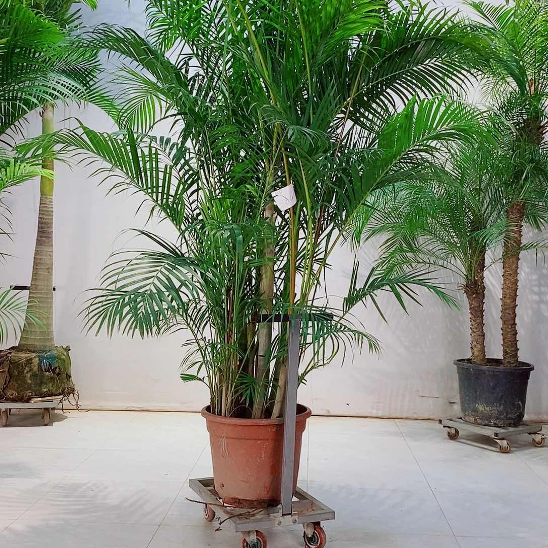 ?****?123334884849595995