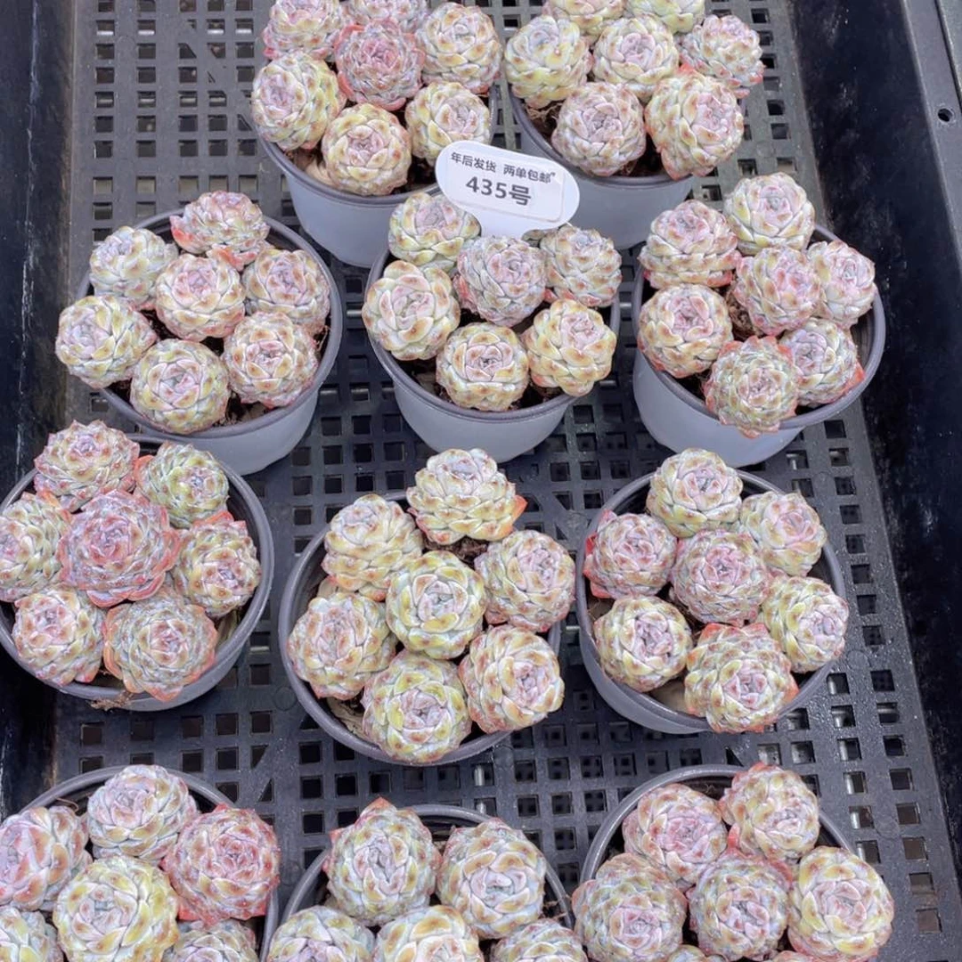 435号卡布奇诺组合单头7个