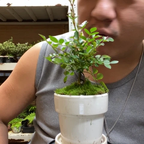 红陶垣**九一物一拍所见即所得294