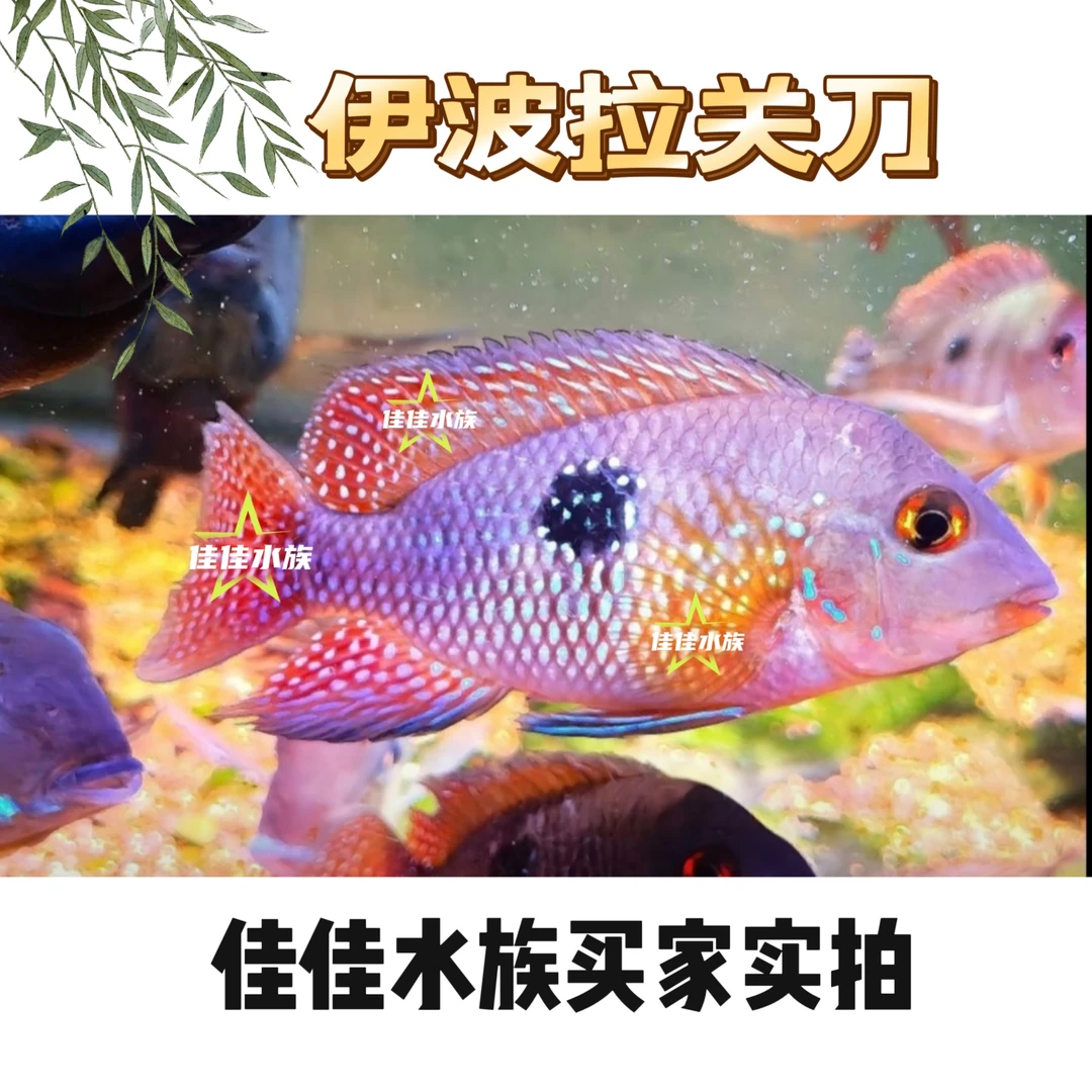 【食土鲷】伊波拉关刀  南美热带鱼