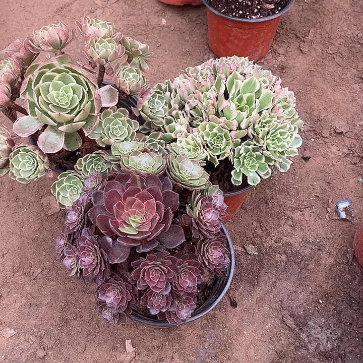 320多肉植物组合，