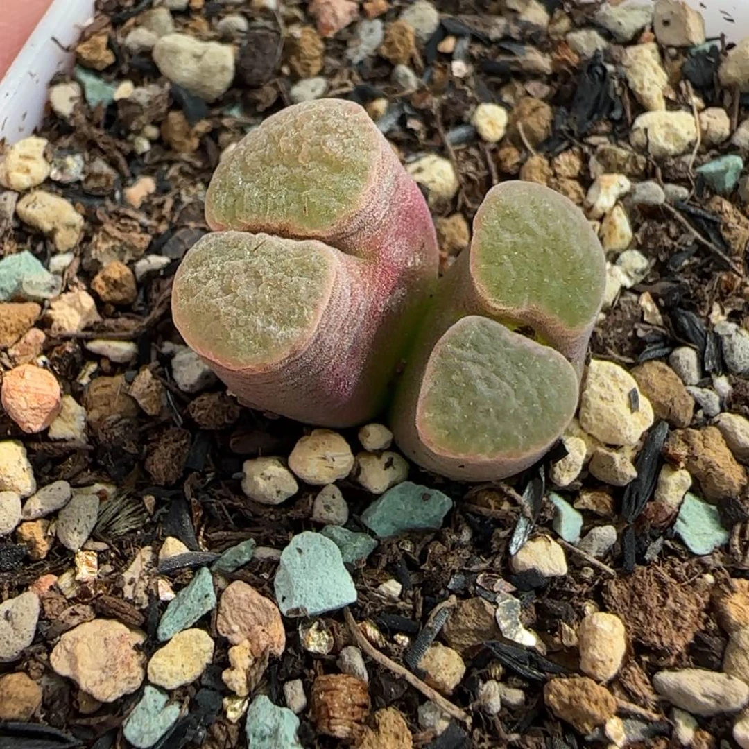 多肉植物磁铁风铃16号