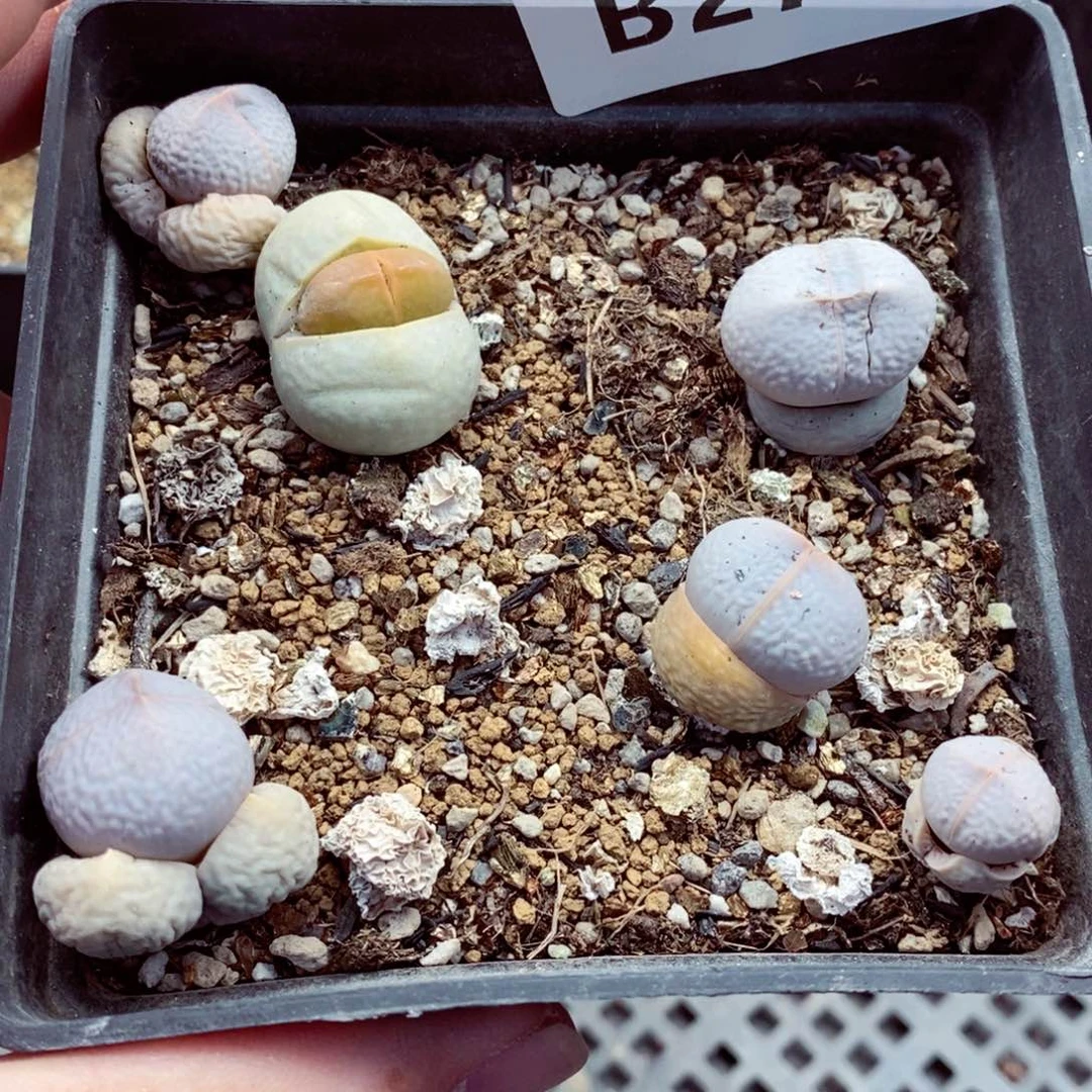 我的小姐姐们都是我的270