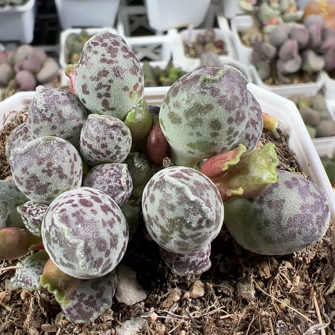 达摩海豹多头纯木质桩多肉植物