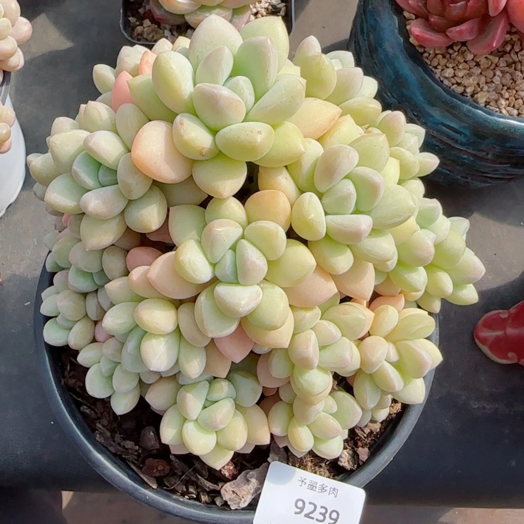 泡泡糖无砍，9239多肉