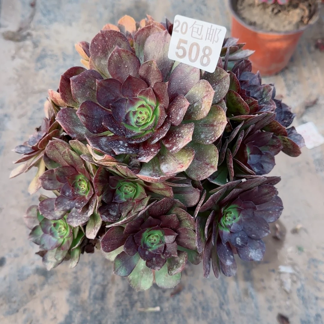 黑魔508满20包邮断枝不包