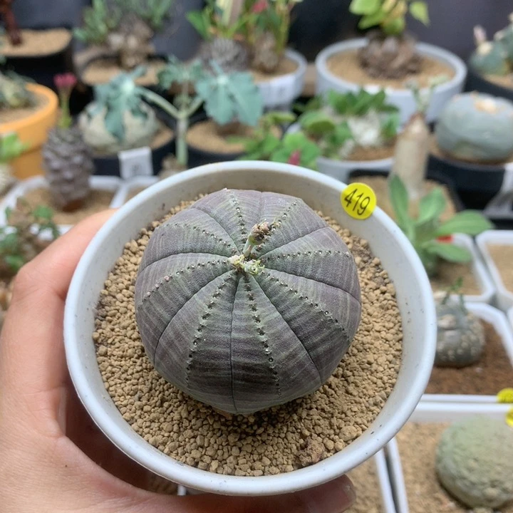 实生布纹球5.3cm带盆 母