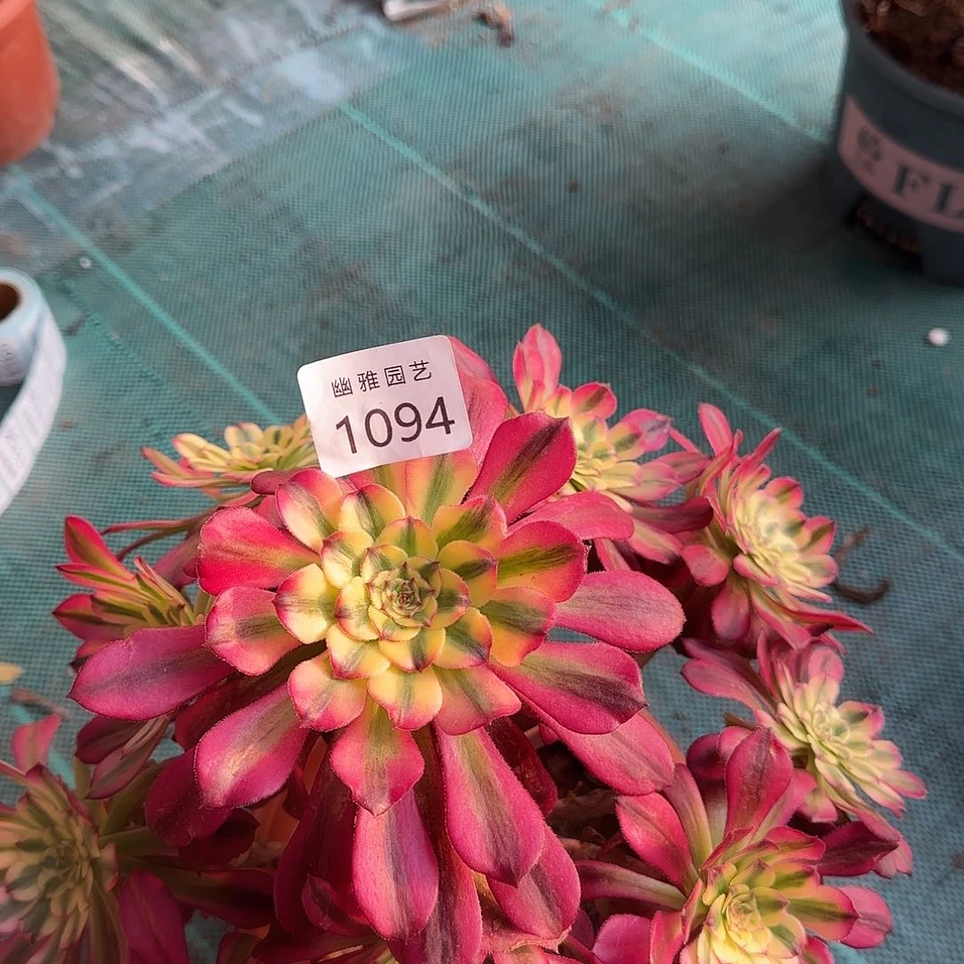 紫*多肉植物波斯1094