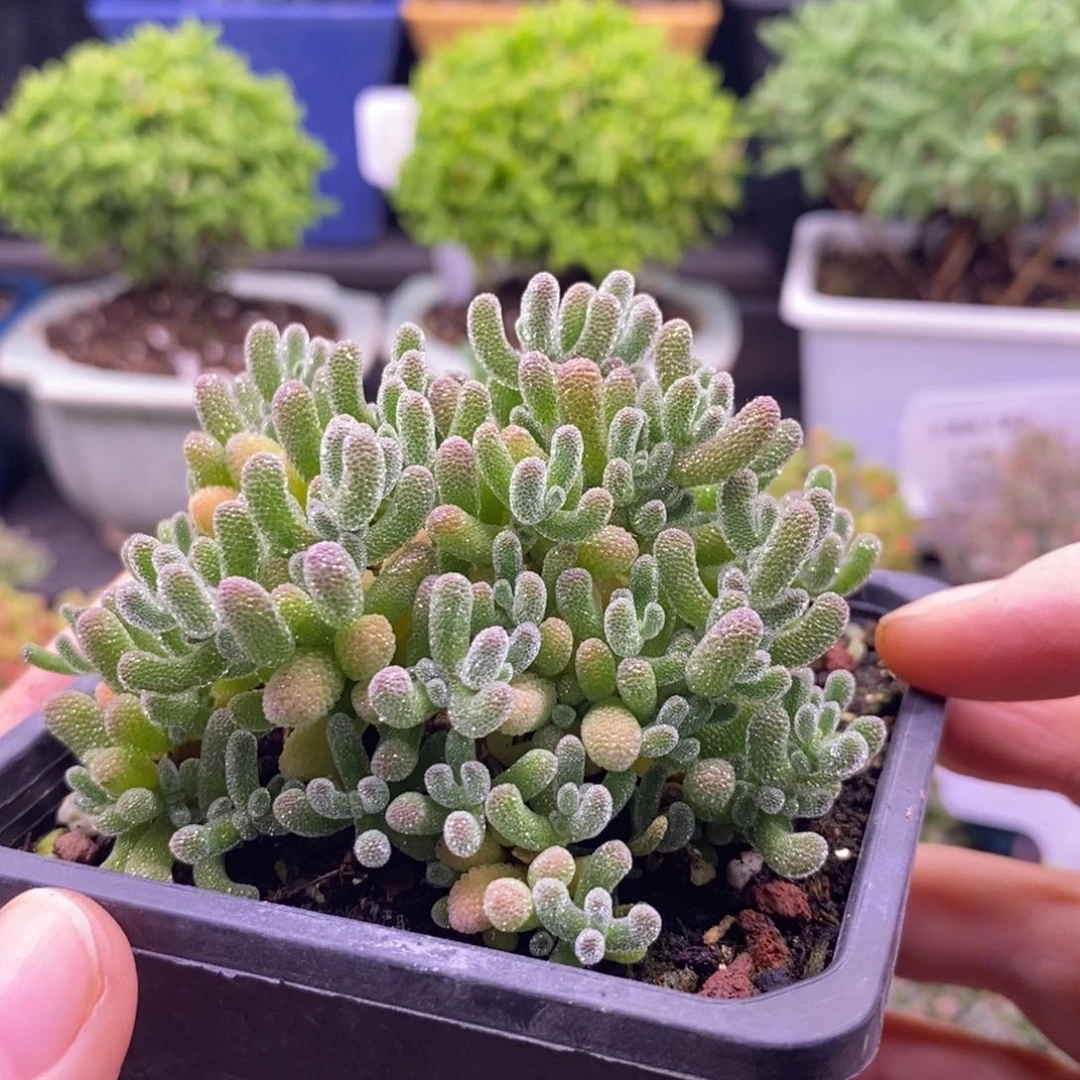 喵***鹰22冰晶。