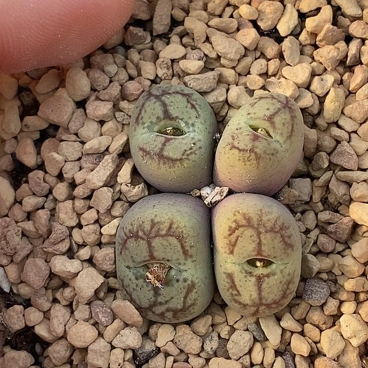 1230-50-特价福利。