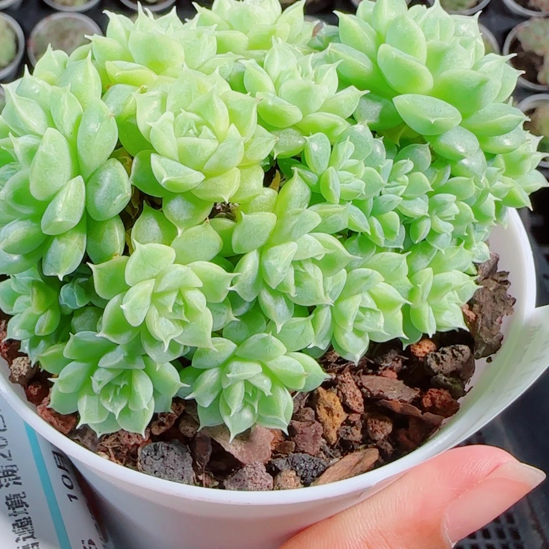 花语逸镜1014-88麦秆散