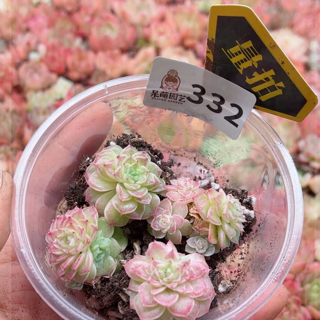 多肉植物多肉植物