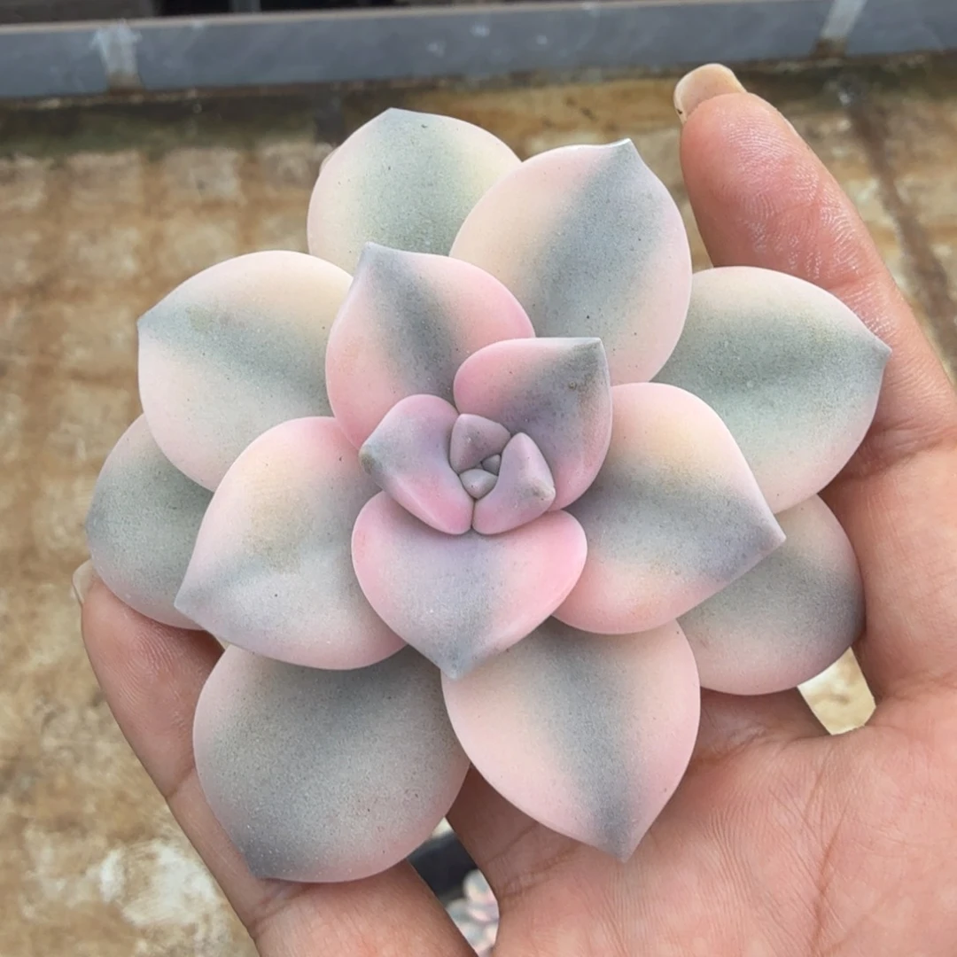 粉紫乐锦主头无根