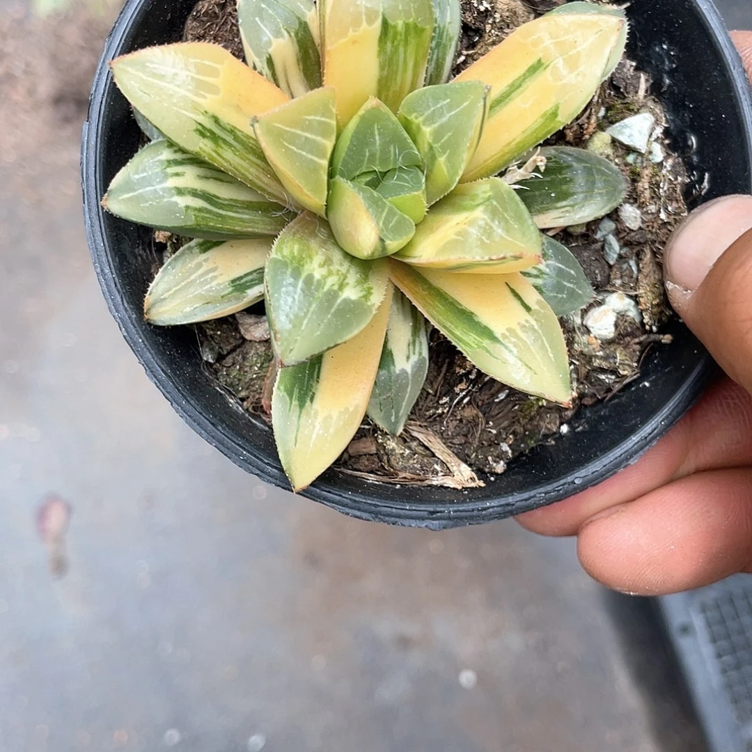 健**安寿锦玉露带盆发货