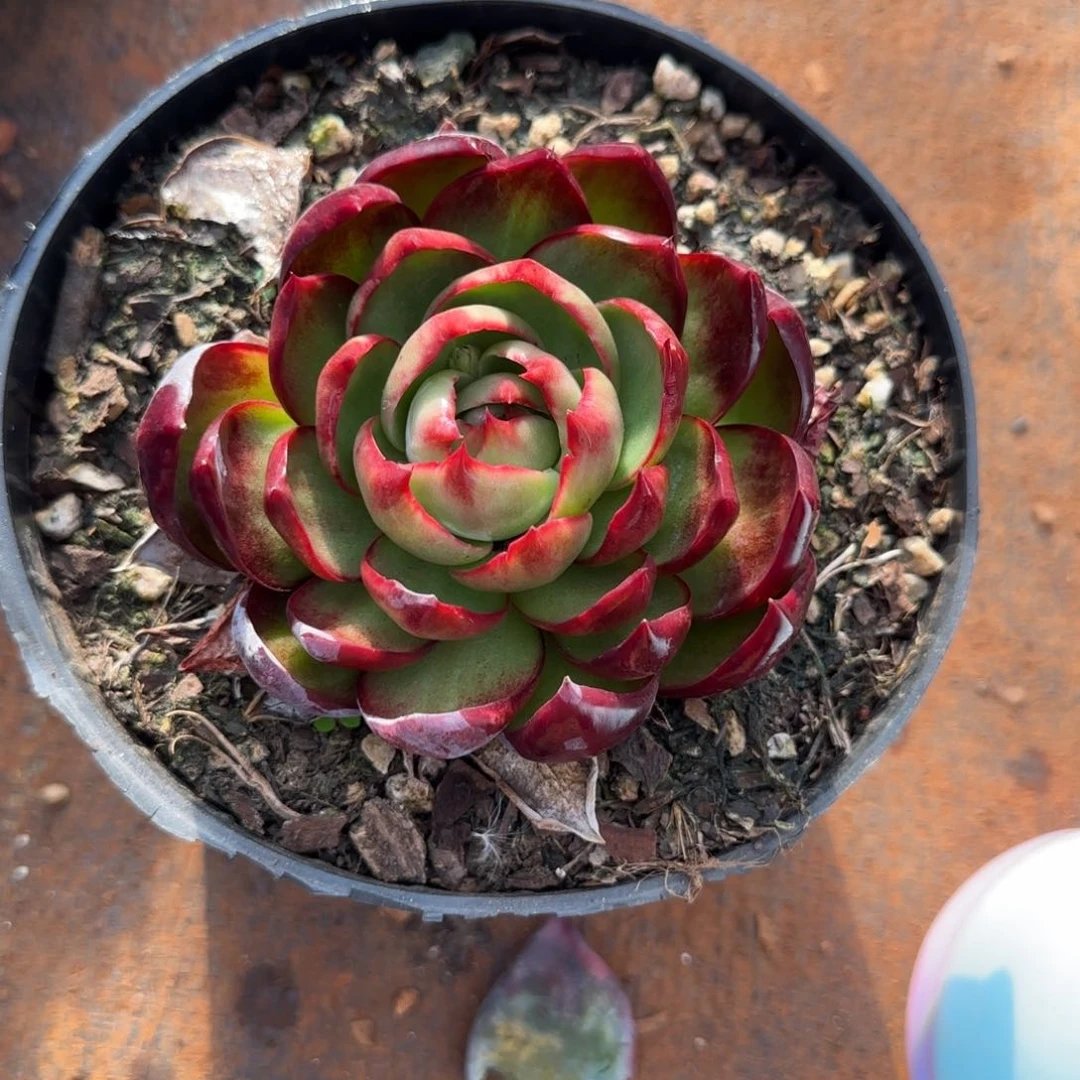 小***爱云南精品多肉114