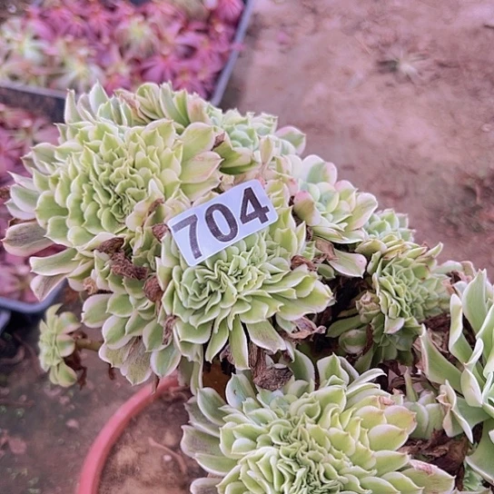 相***沫多肉植物一个绿豆沙