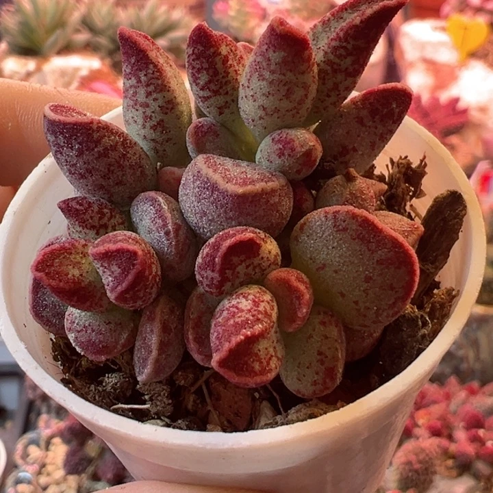 感谢支持一物一拍1