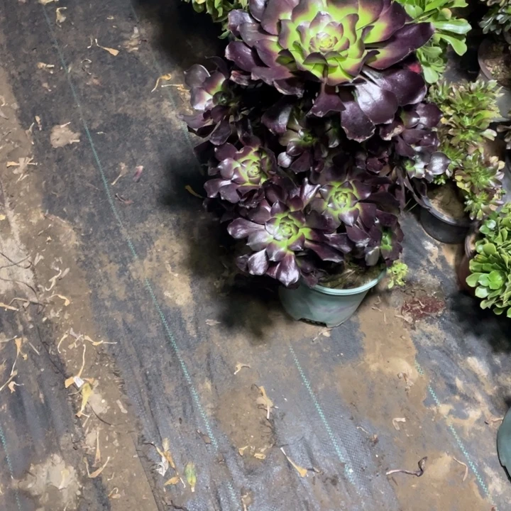 90巫毒多肉植物多肉