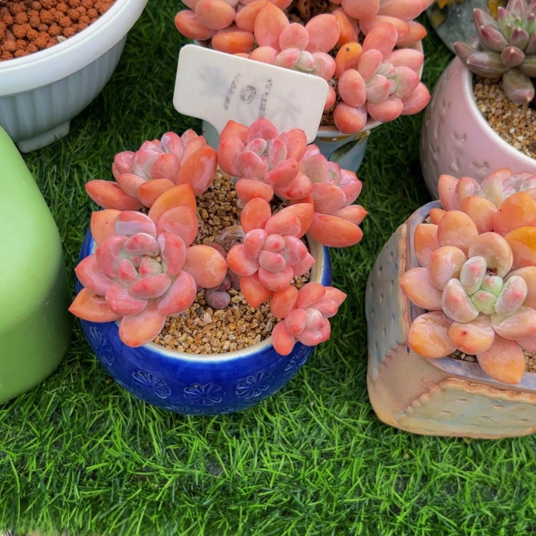 @***@小老桩香水多肉植物
