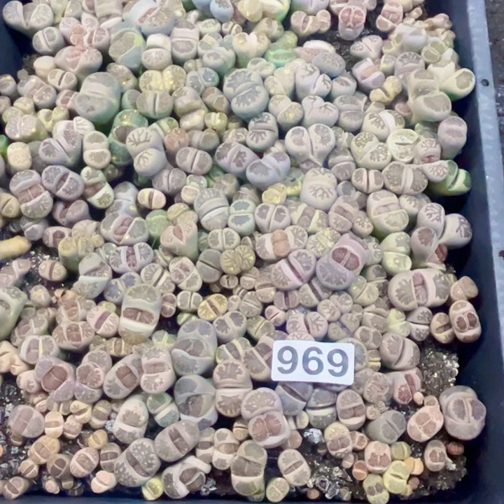 娟*969 生石花 一物一图如图