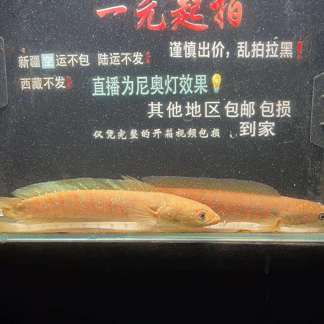 海水鱼七星雷龙七星雷龙