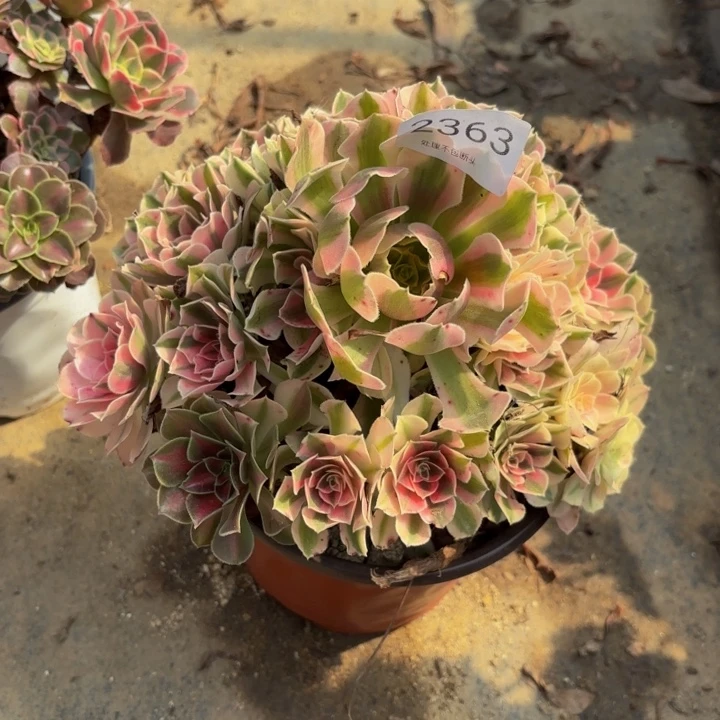 粉女巫多肉处理不包断头2363