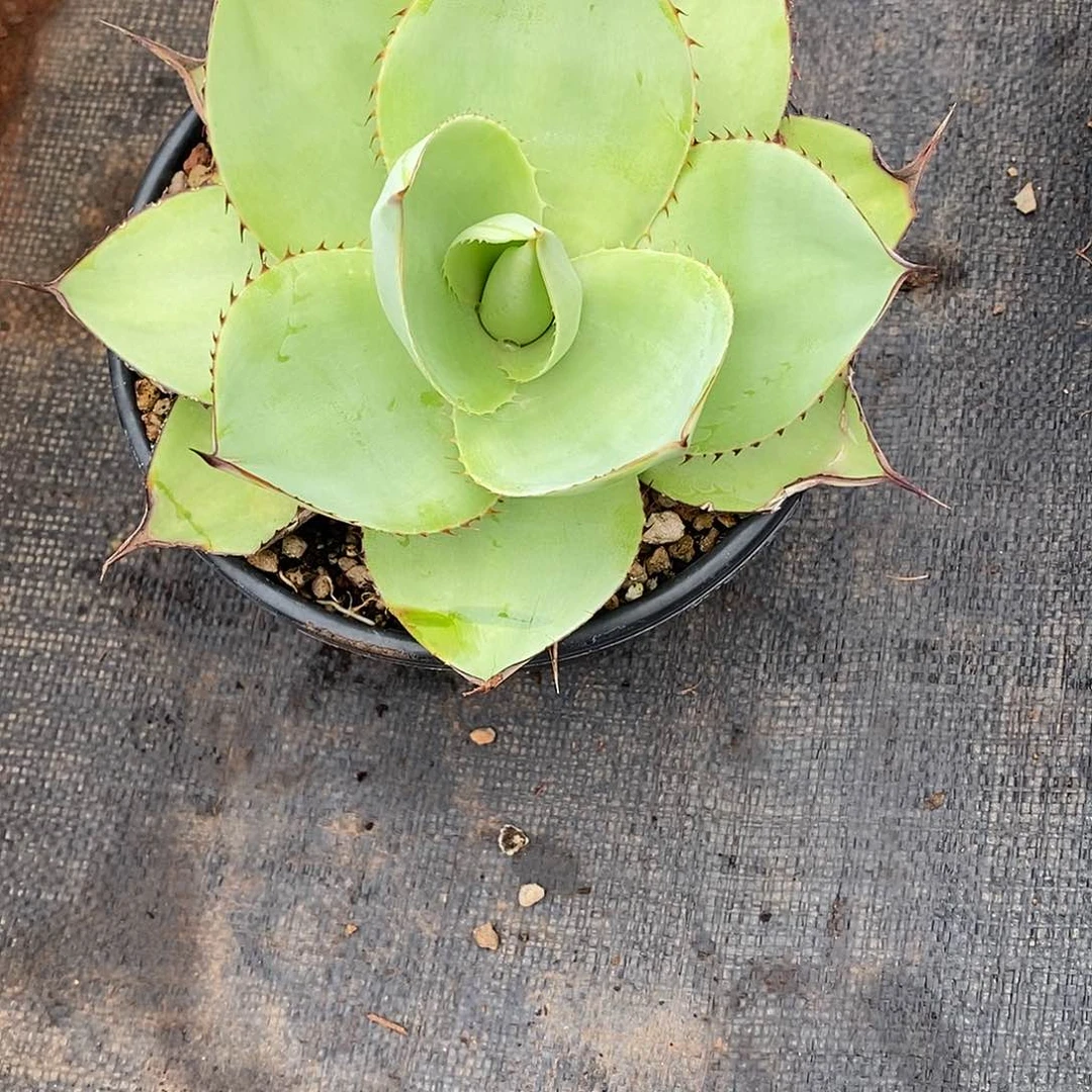 多肉植物龙蛇兰植物