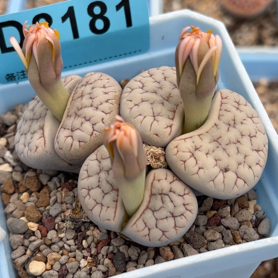 8181三头荒群一颗