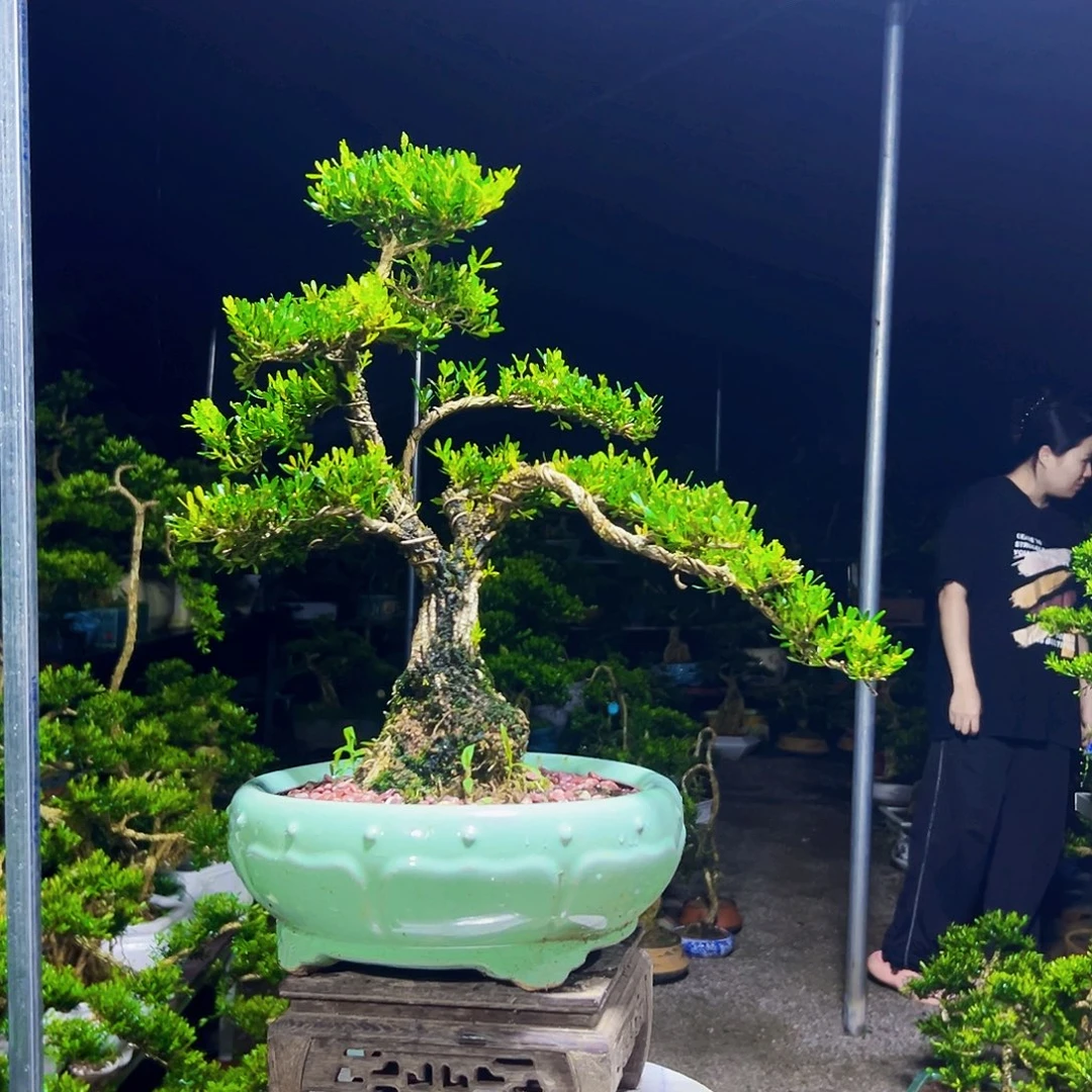 佛***兰无花朵黄杨木